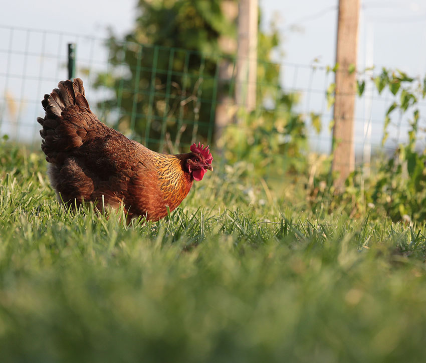 How Can You Tell If Your Chicken Has Worms? Chicken Health Chickens
